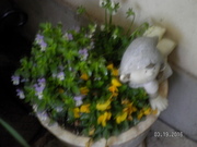 SANY0575.JPG