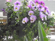 SANY0580.JPG
