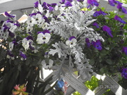 SANY0581.JPG