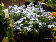 SANY0588.JPG