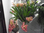 SANY0595.JPG