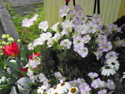 SANY0641_0.JPG