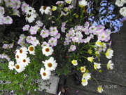 SANY0643_0.JPG