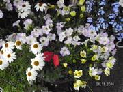 SANY0652_0.JPG