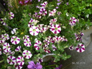 SANY0658_0.JPG