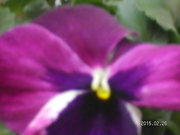 SANY0697.JPG