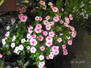 SANY0749.JPG