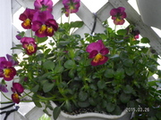 SANY0773.JPG