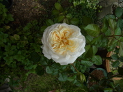 R0041232.JPG
