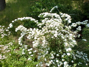 CIMG5917.JPG