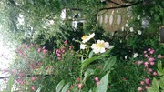 DSC_3875.jpg
