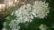 DSC_3916.jpg
