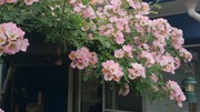 DSC_4015.jpg