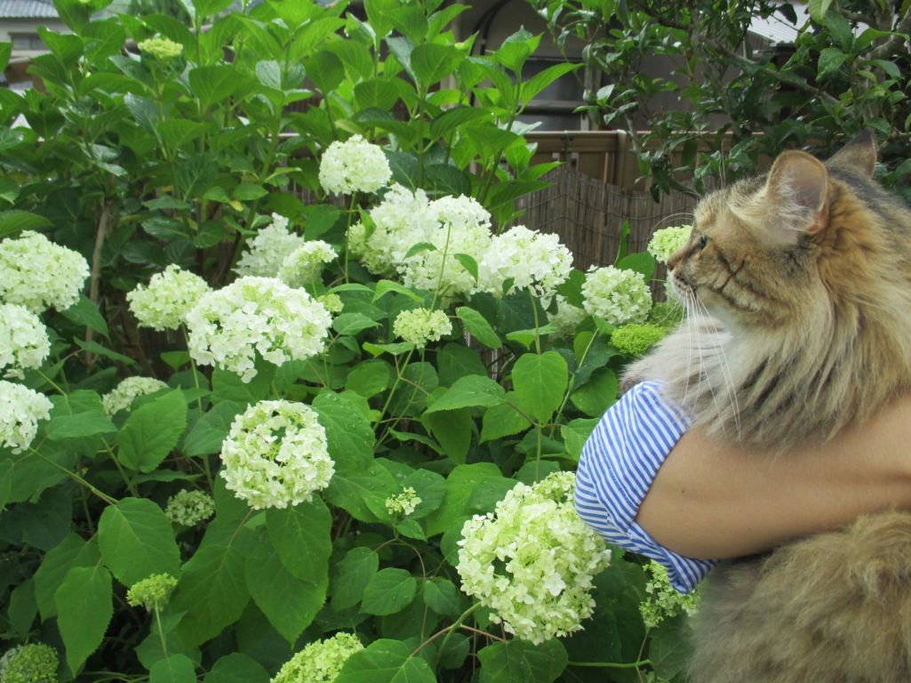 アナベルと猫 ムーンさんの庭 花 ガーデン写真集 みんなのガーデニング写真集