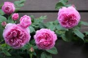 IMG_4447.jpg