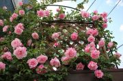 IMG_4488.JPG