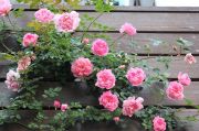 IMG_5487.jpg