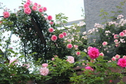IMG_6997.JPG