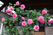 IMG_7556.JPG