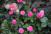 IMG_9600.JPG