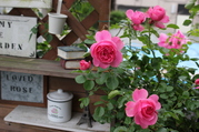 Xuan20Wai20_28229.JPG