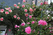 blogniJie20Zai20sitaTe20nikireinamono_28129.JPG