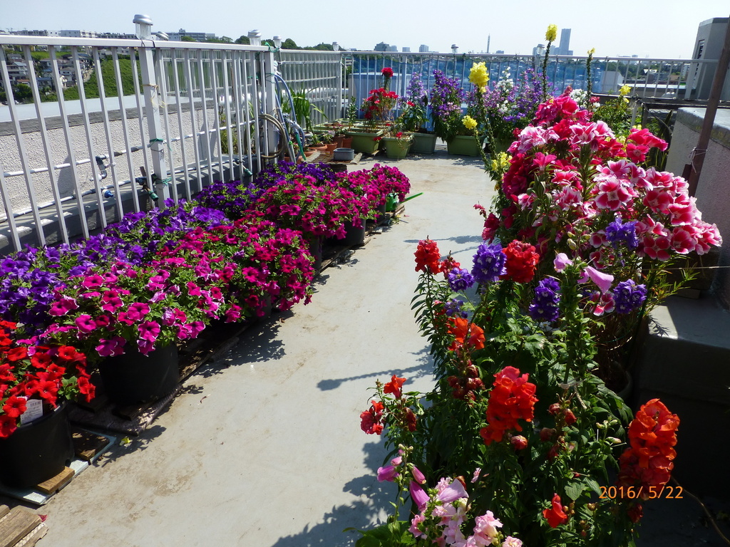 横浜市マンションの６階の庭の花壇 見孝さんの庭 花 ガーデン写真集 みんなのガーデニング写真集