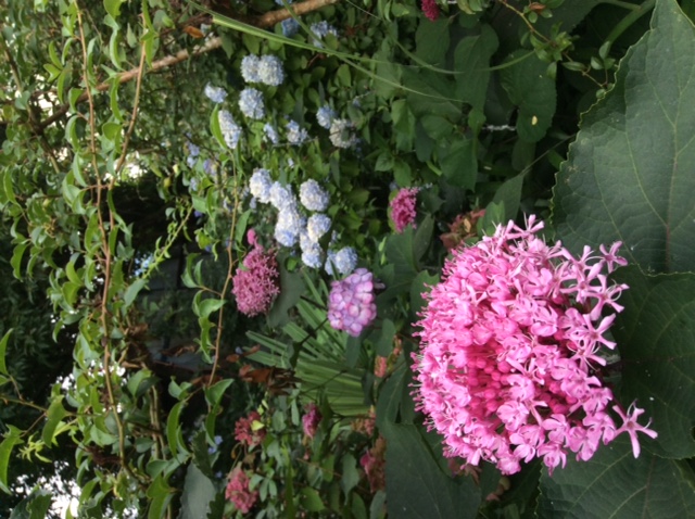 日陰の庭に Taroyanさんの庭 花 ガーデン写真集 みんなのガーデニング写真集